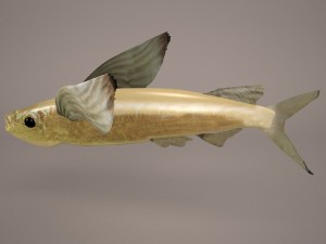 fish 1 3D 模型