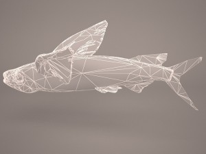 fish 1 3D 模型