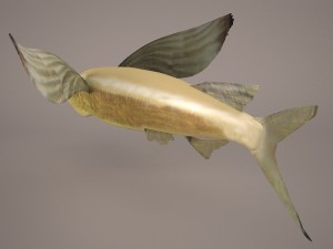 fish 1 3D 模型