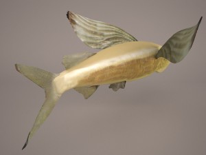 fish 1 3D 模型