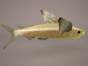 fish 1 3D 模型