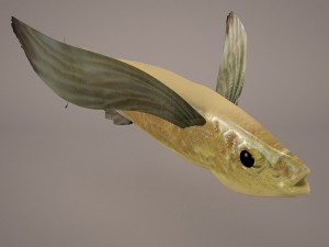 fish 1 3D 模型