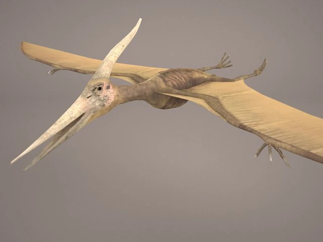 pteranodon 3D Model .c4d .max .obj .3ds .fbx .stl .blend