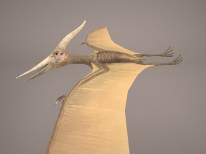 pteranodon Model 3D