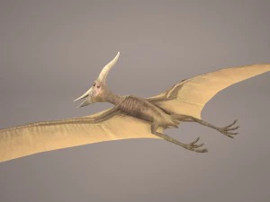 pteranodon 3D Model