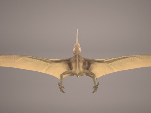 pteranodon Model 3D