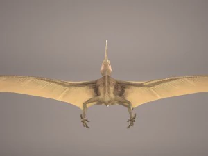 pteranodon 3D Model