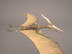 pteranodon Model 3D