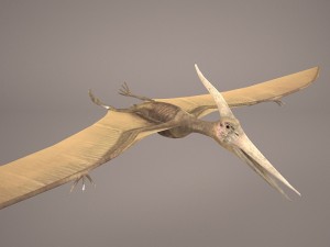 pteranodon Model 3D