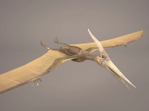 pteranodon 3D Model