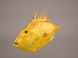 sanpedro 3D Model