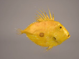 sanpedro 3D Model