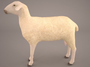 sheep 3D Model