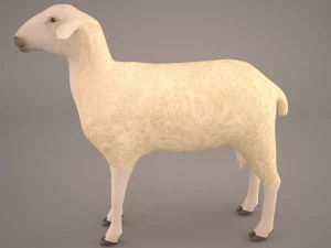 sheep 3D Model