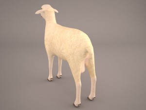 sheep 3D Model
