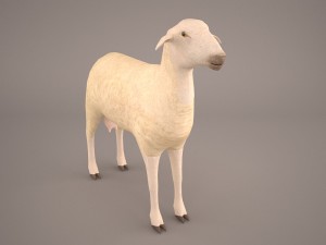 sheep 3D Model