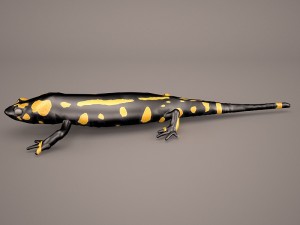 komodo dragon Modelo 3D