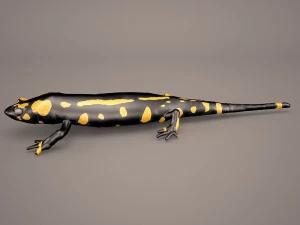 komodo dragon 3D Model