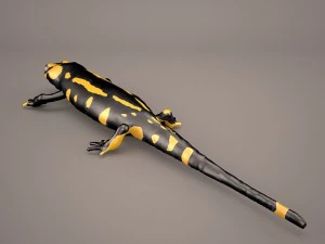 komodo dragon 3D Model