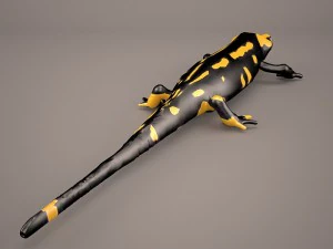 komodo dragon 3D Model