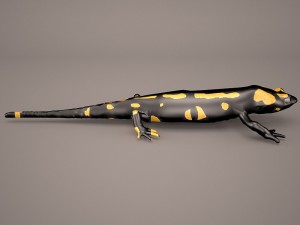 komodo dragon Modelo 3D