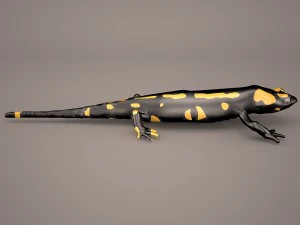 komodo dragon 3D Model