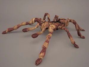 狼蛛 3D 模型