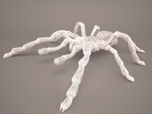 tarantula Model 3D
