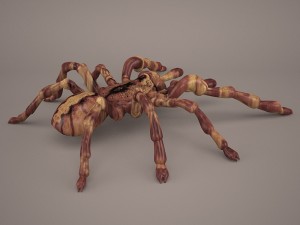 tarantula Model 3D