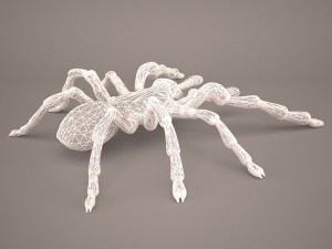 tarantula Model 3D