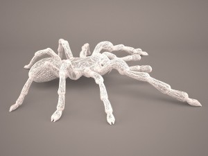tarantula Model 3D