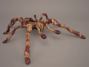 tarantula 3D Model
