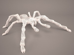tarantula Model 3D