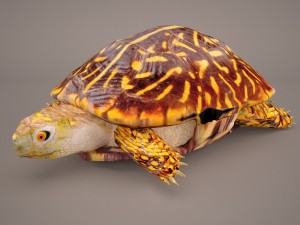 turtle 3D मॉडल