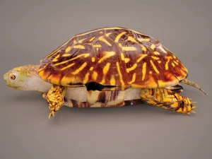Schildkr&ouml;te 3D Modell