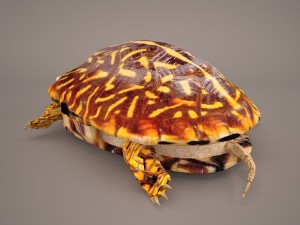 turtle 3Dモデル