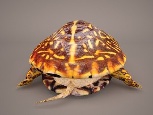 turtle 3Dモデル