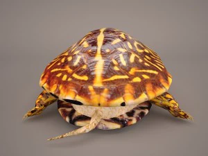 Schildkr&ouml;te 3D Modell