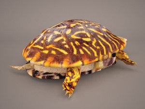 turtle 3Dモデル