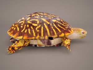 turtle 3Dモデル
