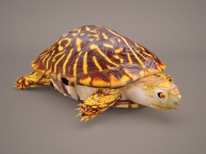 turtle 3Dモデル