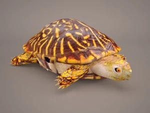Schildkr&ouml;te 3D Modell