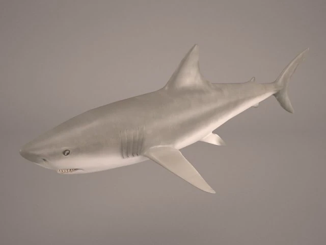 shark 3D Model .c4d .max .obj .3ds .fbx .stl .blend 
