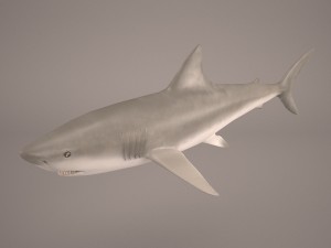 shark 3Dモデル