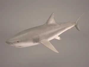 サメ 3Dモデル