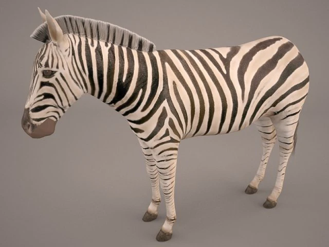 зебра 3D Модель .c4d .max .obj .3ds .fbx .stl .blend 