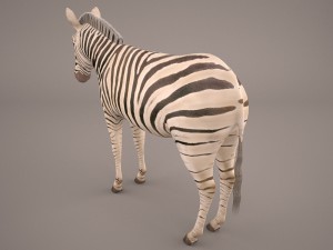 zebra Modèle 3D