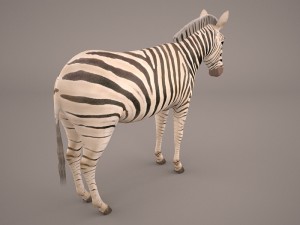 zebra Modèle 3D