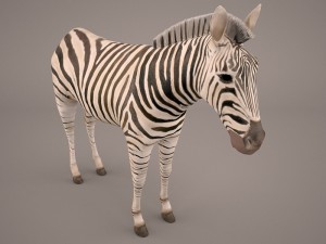 zebra Modèle 3D