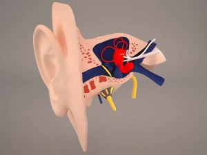 anatomie de l'oreille Modèle 3D